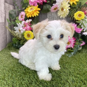 Havapoo Puppy Mason