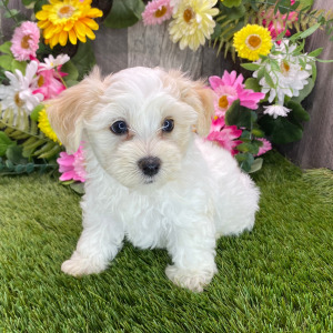Havapoo Puppy Mason