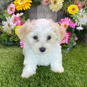 Havapoo Puppy Mason