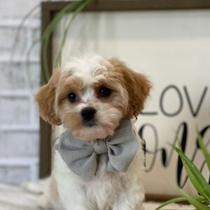 Cavanese Puppy Peach
