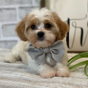 Cavanese Puppy Peach