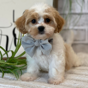 Cavanese Puppy Peach