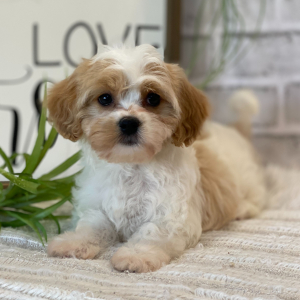 Cavanese Puppy Peach