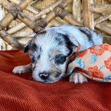 Australian Shepherd Puppy Carnita