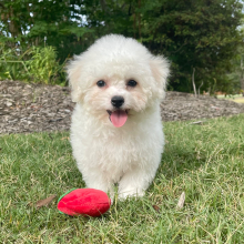 Bichon Frise Puppy Max