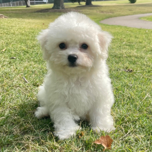 Bichon Frise Puppy Max