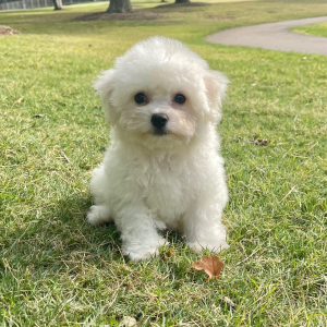 Bichon Frise Puppy Max