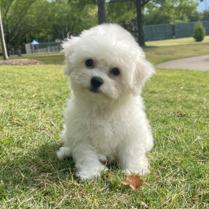 Bichon Frise Puppy Max
