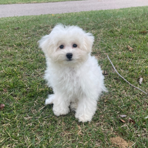 Bichon Frise Puppy Max