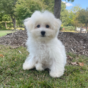 Bichon Frise Puppy Max