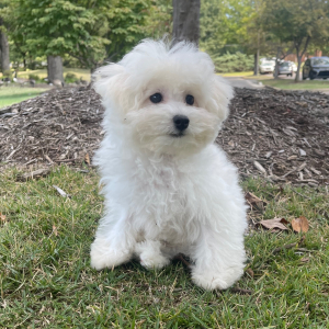Bichon Frise Puppy Max