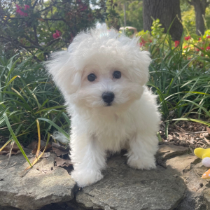Bichon Frise Puppy Max