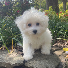 Bichon Frise Puppy Max
