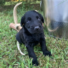 Labradoodle Puppy Benji
