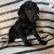 Labradoodle Puppy Benji