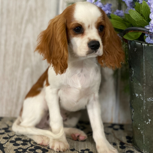 Cavalier King Charles Spaniel Puppy Collin