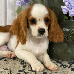 Cavalier King Charles Spaniel Puppy Collin