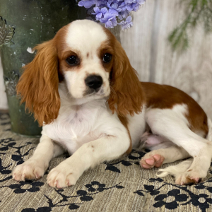 Cavalier King Charles Spaniel Puppy Collin