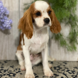 Cavalier King Charles Spaniel Puppy Collin