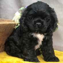 Cocker Spaniel Puppy Parson