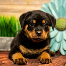 Rottweiler Puppy Aurora
