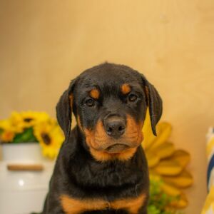 Rottweiler Puppy Aurora