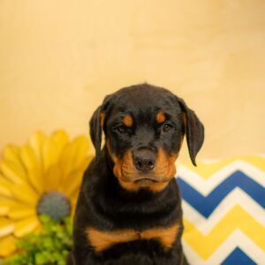Rottweiler Puppy Aurora