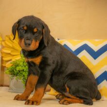 Rottweiler Puppy Aurora