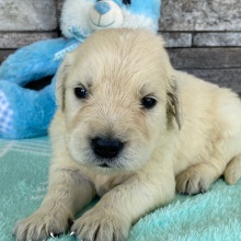 Golden Retriever Puppy Adam