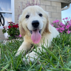 Golden Retriever Puppy Adam