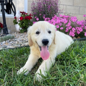 Golden Retriever Puppy Adam