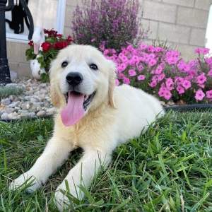 Golden Retriever Puppy Adam
