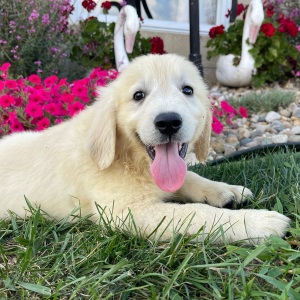 Golden Retriever Puppy Adam