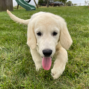 Golden Retriever Puppy Adam