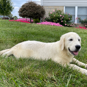 Golden Retriever Puppy Adam