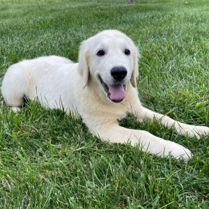 Golden Retriever Puppy Adam