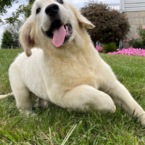 Golden Retriever Puppy Adam