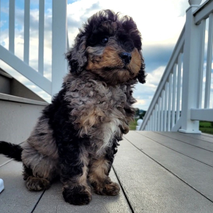 Bernedoodle Puppy Kira