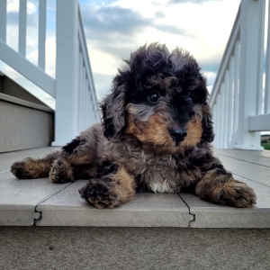 Bernedoodle Puppy Kira