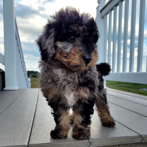 Bernedoodle Puppy Kira