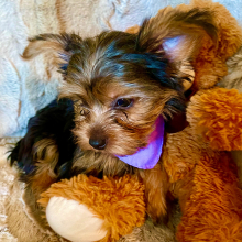 Yorkshire Terrier Puppy Chance