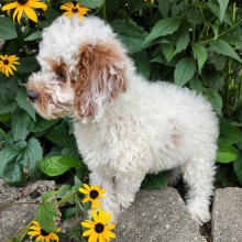 Poodle Puppy Cory
