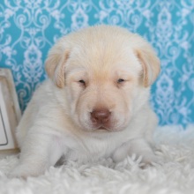 Labrador Retriever Puppy Phoebe
