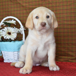 Labrador Retriever Puppy Phoebe