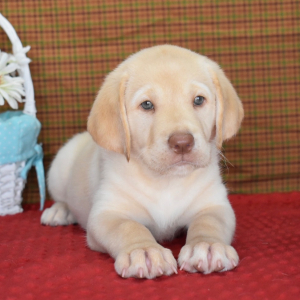Labrador Retriever Puppy Phoebe