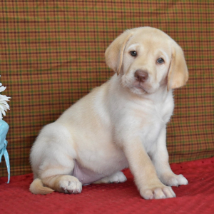 Labrador Retriever Puppy Phoebe