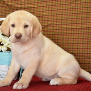 Labrador Retriever Puppy Phoebe