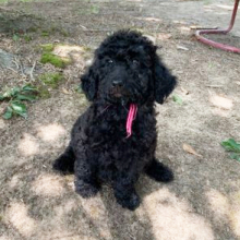 Labradoodle Puppy Izzie