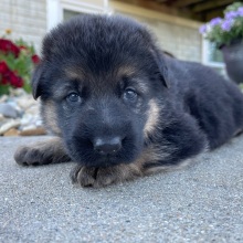 German Shepherd Dog Puppy Chelsea