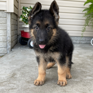 German Shepherd Dog Puppy Chelsea